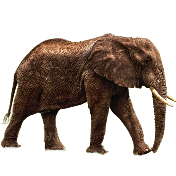 Portrait after background removal